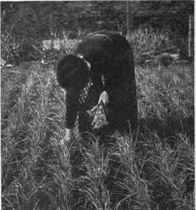 Thinning spring onions