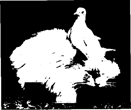 A photograph from life, which exemplifies the fact that a ring dove can be trained to live on friendly terms with a cat or other domestic pet