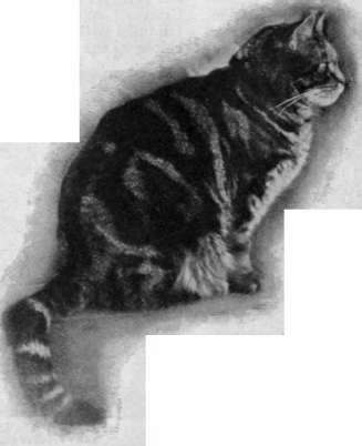 A short haired English neuter cat, of unusual size