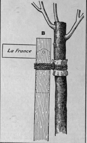 An inconspicuous and durable label for a standard rose