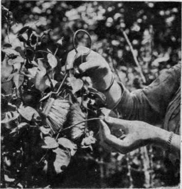 Blight from foliage should be removed by a frequent use of the aphis brush