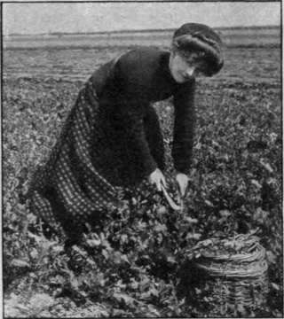 Cutting turnip tops for market