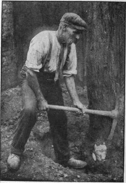 Fruit trees that are to be felled should not be sawn through. A spade and mattock should be employed, so that the stump is dragged from the ground by the falling treemedlars, as comparatively few people care for this fruit. At the same time, a few standard trees may be grown. They cost Is.6d.apiece.