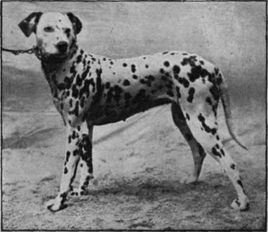 The Dalmatian bitch. Champion Balette, the property of Mr. W. Proctor. Balette represents a most beautiful type of her breed, in both symmetry and markings Photo, Sport & General