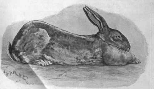 The Flemish giant rabbit, so called from Flanders, its original home. This species of rabbit is the largest known in this country.