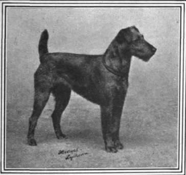 The Irish terrier, Champion Tender and True, a most typical and beautiful specimen of the dare devil race. Bred and owned by the author photo, Hedges, Lytham