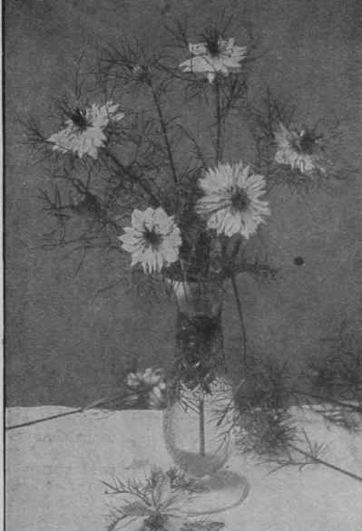 The beautiful pale blue flowers of love in a mist, with their filmy, grey green leaves, offer a difficult but unusual and charming opportunity for the needlewoman