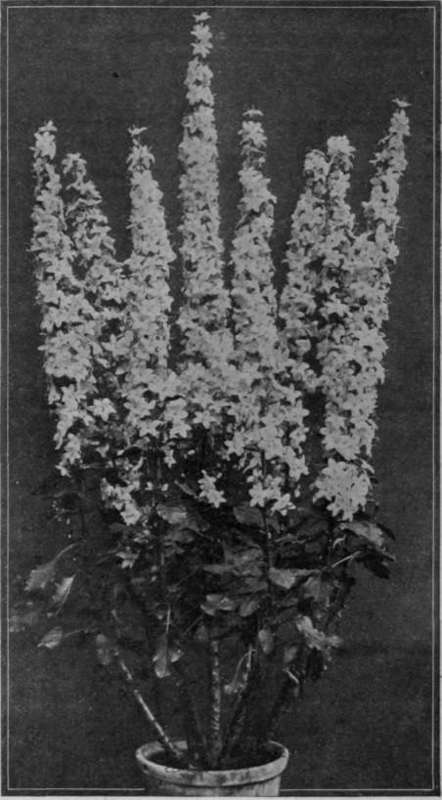 The chimney campanula can be grown with advantage as a pot plant in the conservatory, in which it is most decorative