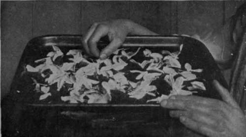 The petals, which should be those of strong scented flowers, should be spread out to dry upon a tray