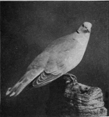 The ring dove, so called from the circular mark of brown on its neck, can be kept in captivity with ease, and makes a charming and docile pet Photos, Terry Hunt