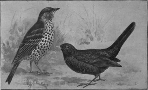 The song thrush and the blackbird. Both these handsome birds belong to the same soft billed thrush family are easily domesticated.