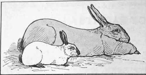 This illustration shows the relative sizes of the Flemish giant and the Himalayan rabbit