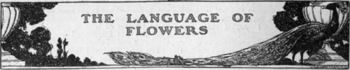 6 The Language Of Flowers 70018