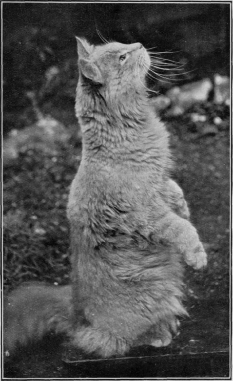 A cream Persian in the act of begging. This is a trick which is acquired very readily, and it can be made the basis of other interesting tricks