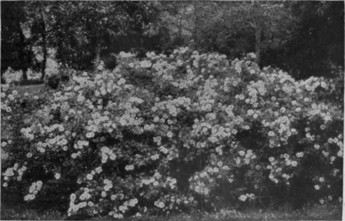 A fine group of Persian yellow roses in full bloom. By careful management, roses may be had all the year round