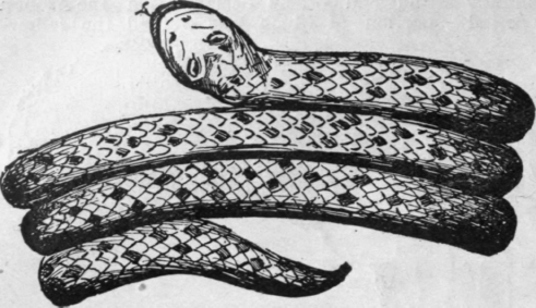 A flexible gold snake with ruby and diamond eyes which formed the garter of the famous danseuse Madame Vestris