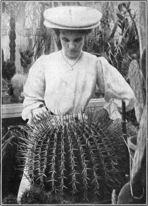 A magnificent specimen of a prickly sea urchin cactus. Some specimens have grown so large as to require several men to lift one