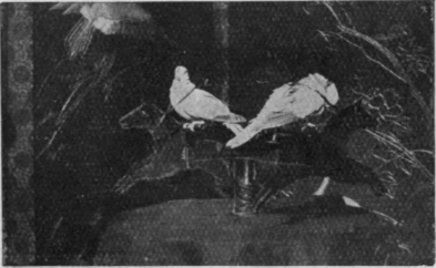 An animated race on a merry go round by doves. Patience and kindness are essential in teaching any performing birds