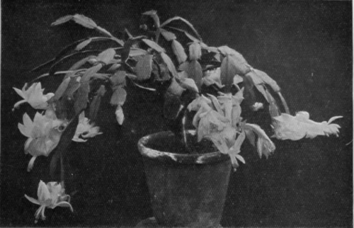 An epiphyllum in full bloom is a graceful subject for autumn or winter decoration. The blossoms are either pink or white
