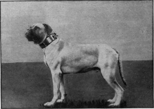 British Monarch, a splendid specimen of the English mastiff. There is no better watch dog and protector than a well trained mastiff