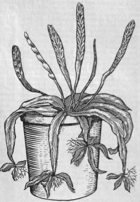 Fadyena prolifera. with bulbils and roots ready for propagating The bulbils are produced at the extremity of each frond, and should be detached as soon as the roots appear