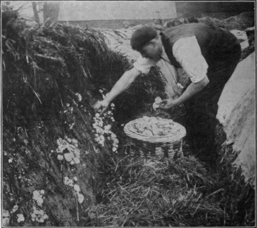 Gathering a crop of mushrooms and sorting them according to size into buttons, cups, and broilers. This industry is highly profitable if the grower can produce a crop for the autumn and winter markets