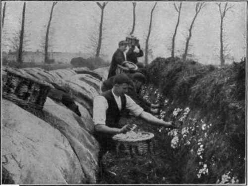 Gathering mushrooms on the famous farm of Mr. Mizen at Mitcham. Here mushrooms are grown by the acre all the year round. The beds are ridge shaped, about a yard wide and a yard high before spawning, and run from north to south