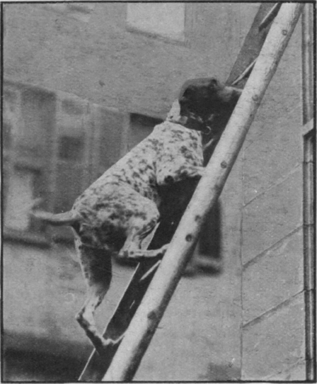 Happy, the sagacious dog of the New York fireman, who saved the