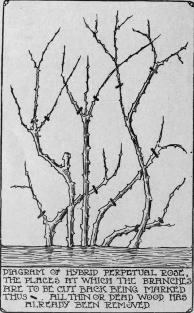 If the directions given in the article are followed carefully, a good supply of blooms will result