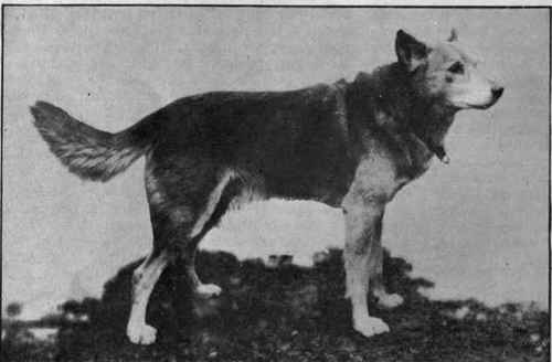 Myall, an Australian dingo. This species is peculiar to the Australian continent, and is thought to be the original wild dog Sport and General