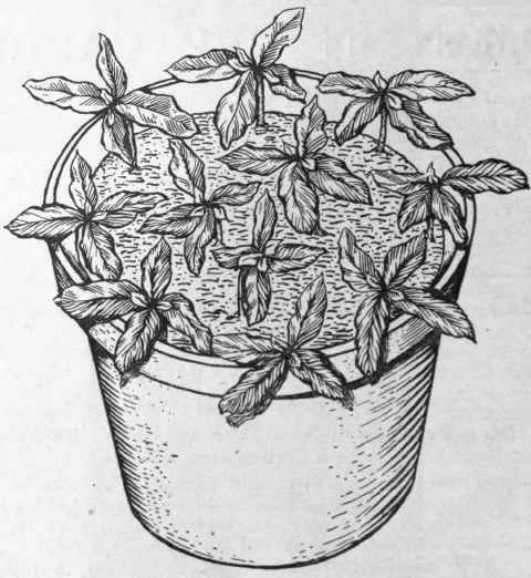 Pot of euonymus cuttings ready for the propagating case. The cuttings should clear the soil by a quarter of their length and the leaves should not touch one another