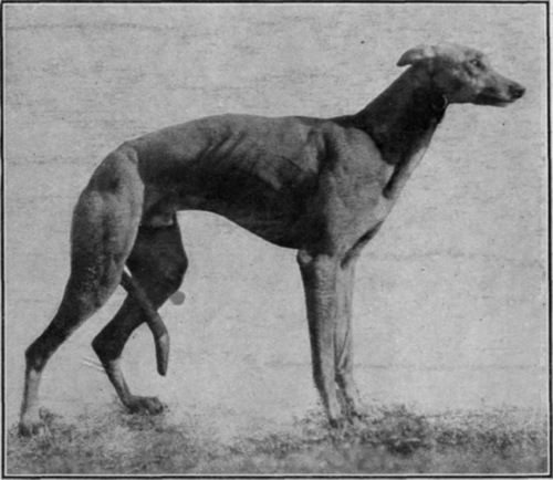 S r R. W. B. Jardine's famous coursing greyhound  Jabberwock,  winner of the Waterloo Cup 1911. This event is on a par with the winning of the Derby by a racehorse