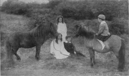 Shetland ponies make ideal pets for children, and are equally suitable for riding and for driving