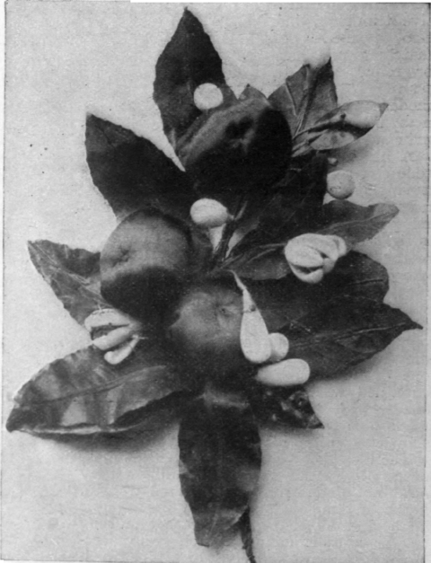 Small oranges may be used in millinery grouped with foliage and the buds and blossoms of the plant, the vivid colour of the fruit being enhanced by the contrast