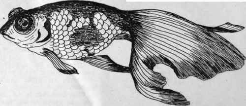 The Deme'ranchu, or Celestial eyed goldfish, so called from its protruding and upturned eyes. The value of a specimen is gauged by the amount of eye distortion