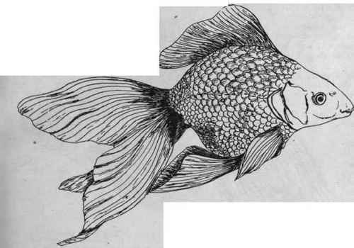 The Ryukin, one of the quaintest of Japanese goldfish, with an abnormal development of tail and fins
