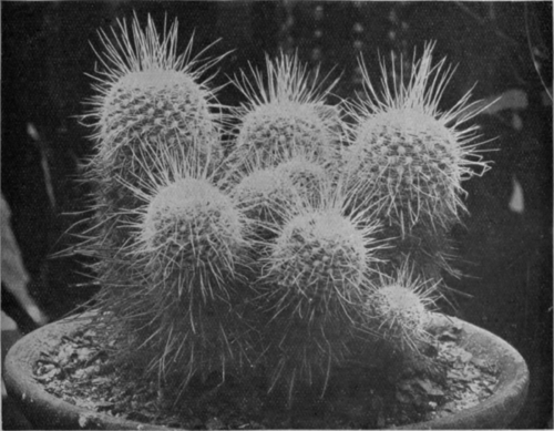 The echirocactus pilosus here shown is a really hardy cactus which will flower readily under suitable treatment