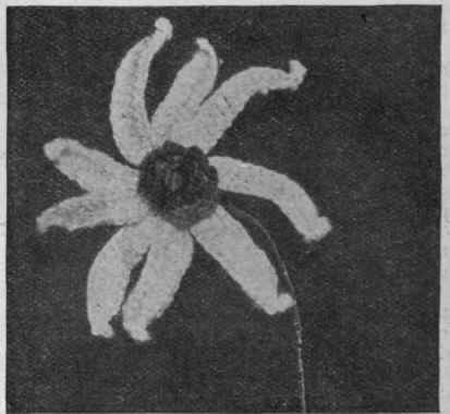 The marguerite as here shown lends itself admirably to reproduction in florestore work