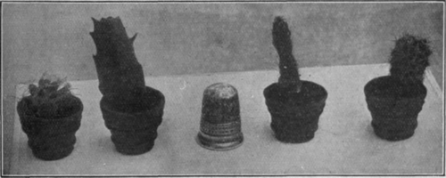 These miniature cacti are the smallest potted plants in the world. The thimble shows the comparative sizes of the plants