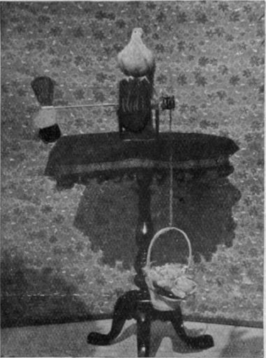 This highly trained bird draws up a basket of flowers by working a small windmill a pretty trick which always receives applause