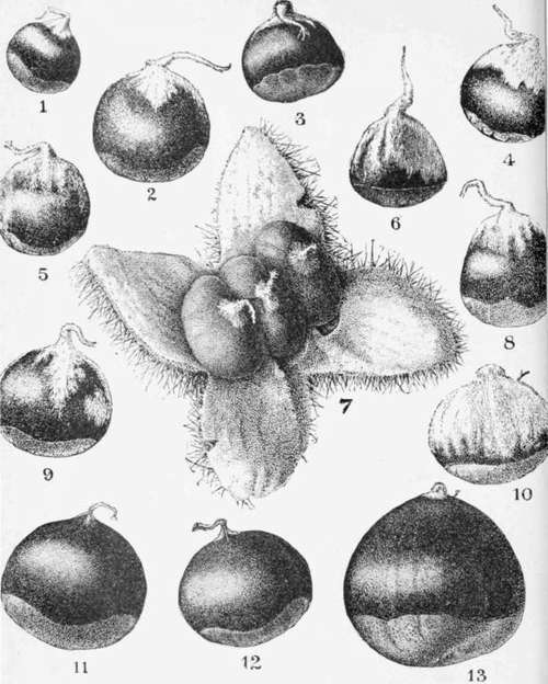 ChestnutS.