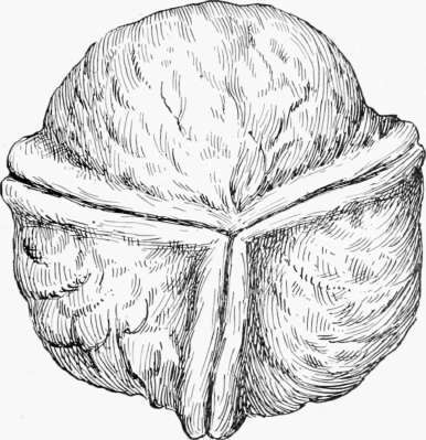 Chile Walnut.