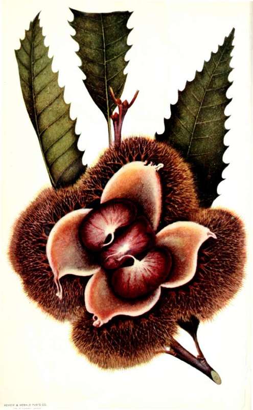 Guide For nut Cookery