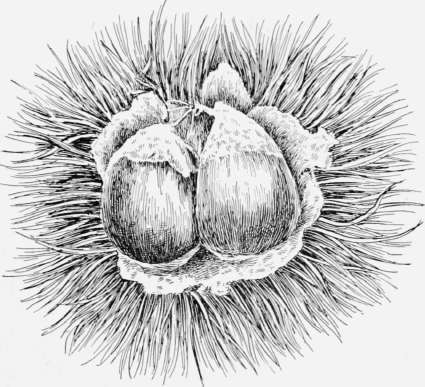 Open Bur of the Ridgely Chestnut.