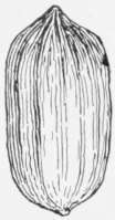 Oval Pecan NUt.