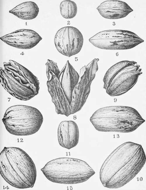 Pecans.