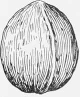 Short Oval Pecan.