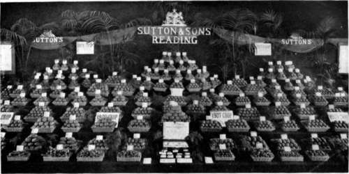 An attractive English exhibit of potatoes