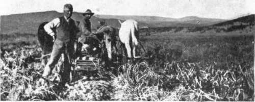 Dowden Potato Digger at work on Mt. Sopris Farm