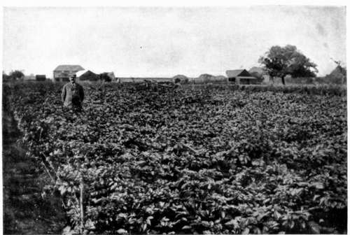 Half acre challenge plot of Northern Star potatoes, grown by Titus Kime, Marham le Fen, Boston,
